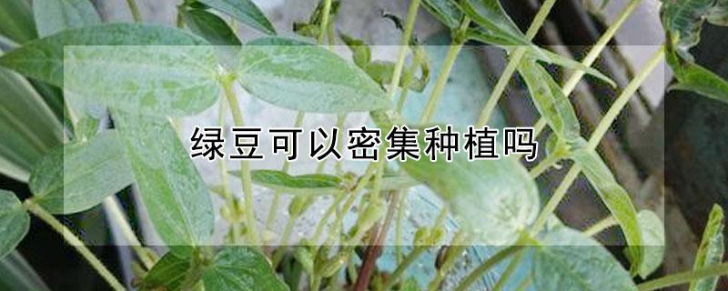 绿豆可以密集种植吗 绿豆能种植吗