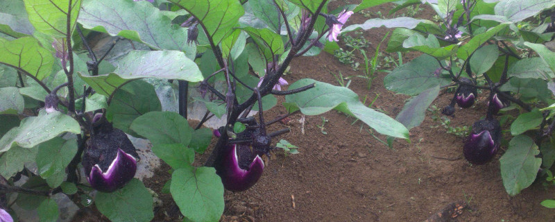 茄子可以直接播种吗（茄子可以直接播种吗视频）