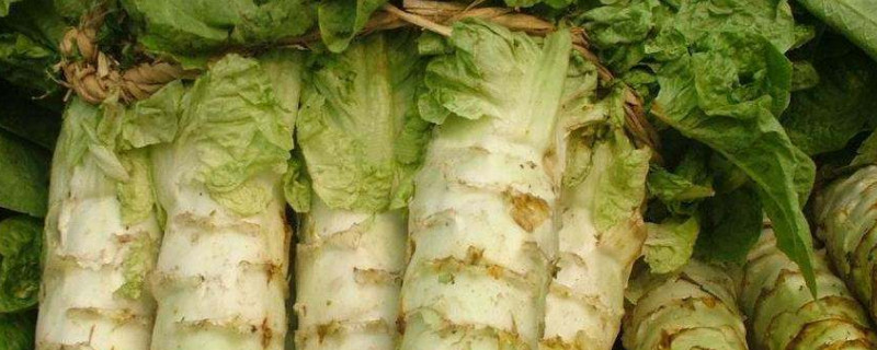 北方莴笋种植时间和方法（南方莴笋笋的种植方法和时间）