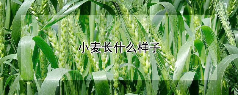 小麦长什么样子（小麦长什么样子写一写）