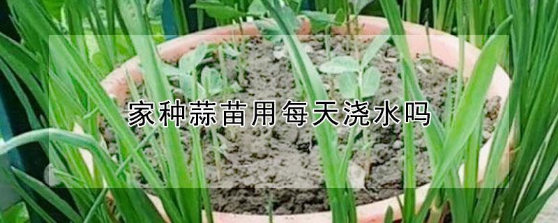 家种蒜苗用每天浇水吗（家种蒜苗用每天浇水吗怎么浇）