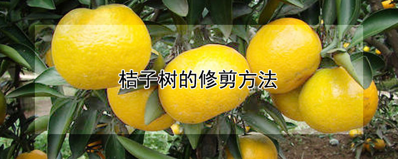 桔子树的修剪方法 桔子树的修剪方法视频冬天
