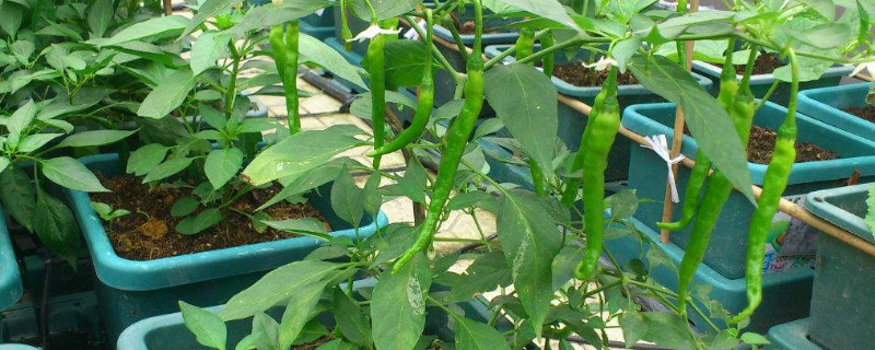 盆栽辣椒过冬方法（冬季辣椒的种植方法）