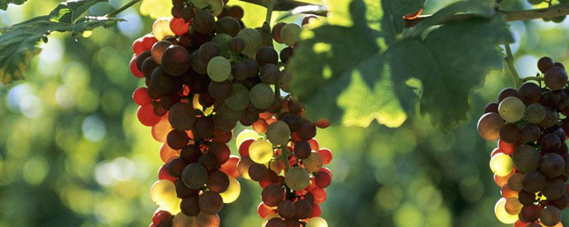 葡萄花前用什么肥（葡萄花前用什么肥料）