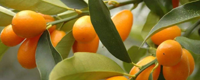 金桔叶子发黄怎么办 金桔叶子黄了怎么办