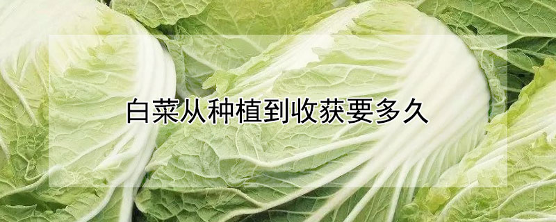 白菜从种植到收获要多久（白菜从种植到收获要多久时间）