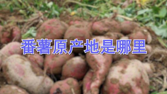 番薯原产地是哪里 番薯原产于哪里
