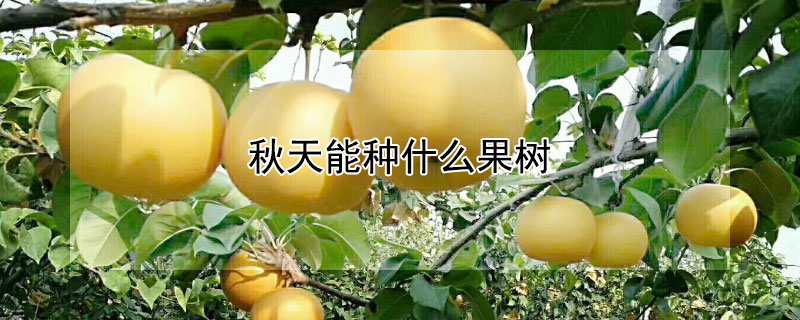 秋天能种什么果树 秋天种什么果树容易成活