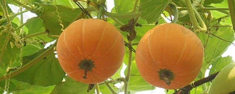 南瓜摘心什么时候摘（南瓜摘心什么时候摘好）