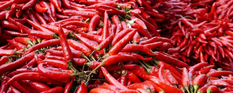 辣椒怎么嫁接成多年生的 辣椒怎么嫁接能变成多年生