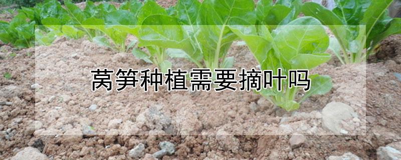 莴笋种植需要摘叶吗（莴笋种植需要摘叶吗）