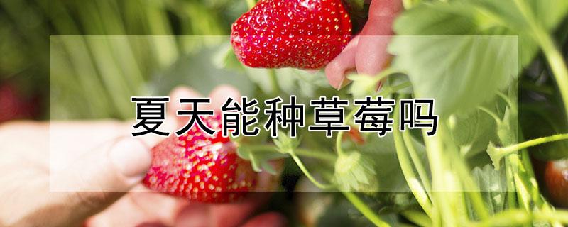 夏天能种草莓吗 夏天能种草莓吗北方