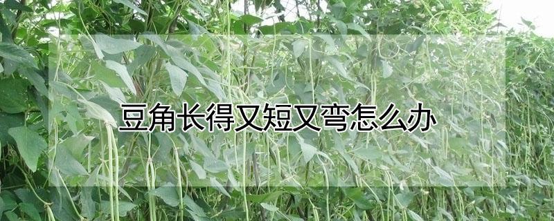 豆角长得又短又弯怎么办（豆角弯弯细又长）