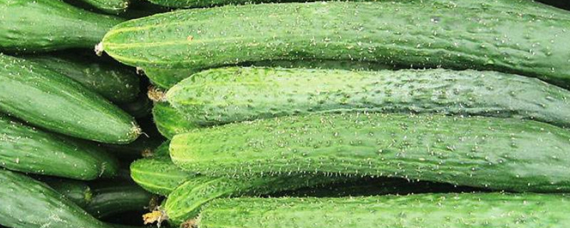 旱黄瓜种植技术（旱黄瓜种植技术与管理方法）