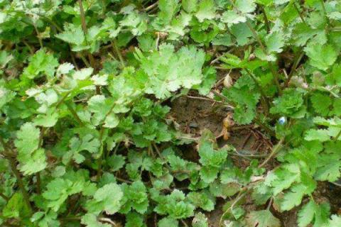 香菜死苗烂根怎么办