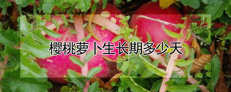 樱桃萝卜生长期多少天 樱桃萝卜生长期多少天出苗