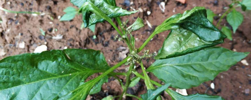 辣椒苗的叶子卷了怎么办 种的辣椒叶子卷卷的怎么办
