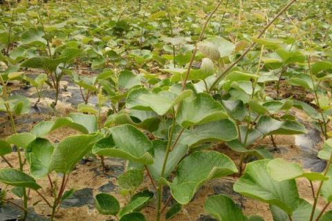 猕猴桃苗怎么分公母