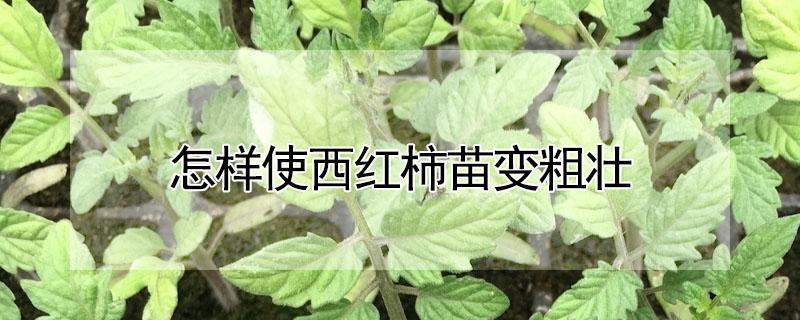 怎样使西红柿苗变粗壮（西红柿苗怎样才能粗壮）