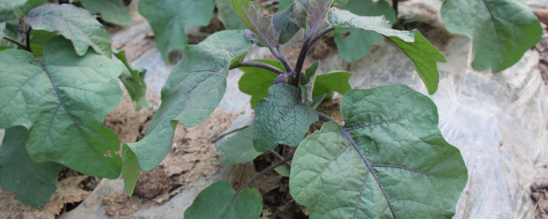 茄子苗上有虫子怎么办 茄子苗上有虫子怎么办呢