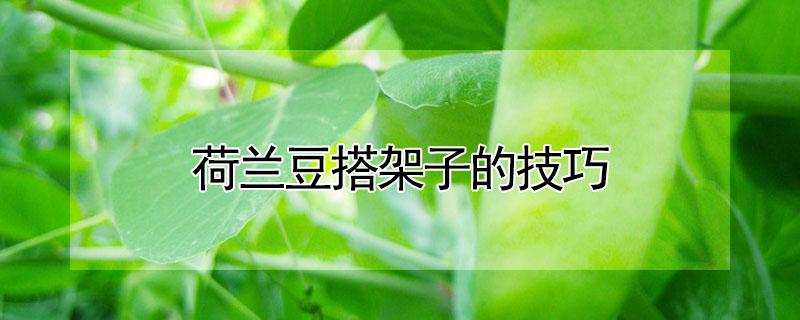 荷兰豆搭架子的技巧 荷兰豆搭架子的技巧和方法