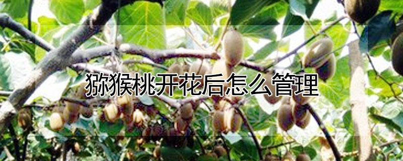 猕猴桃开花后怎么管理 猕猴桃开花以后怎么管理