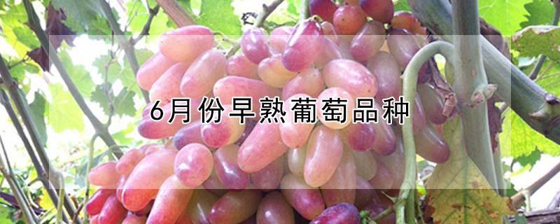 6月份早熟葡萄品种（6月份早熟葡萄品种真实可靠吗?）