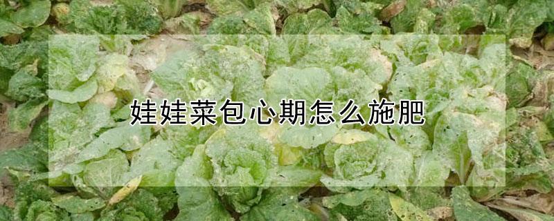 娃娃菜包心期怎么施肥（娃娃菜包心期追什么肥）