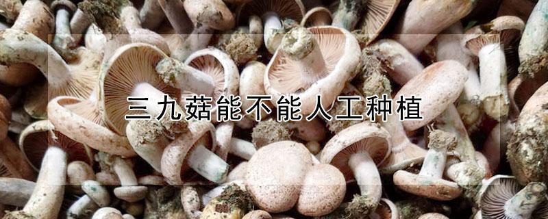 三九菇能不能人工种植 三九菇养殖