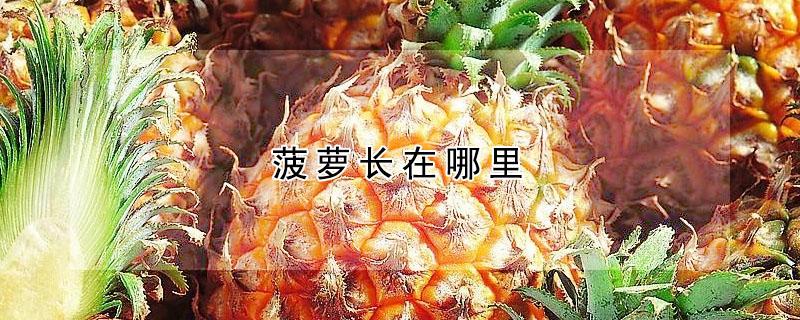 菠萝长在哪里（菠萝长在哪里的视频）