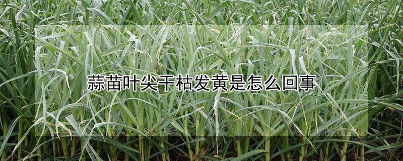 蒜苗叶尖干枯发黄是怎么回事（蒜苗叶变黄了是怎么回事）