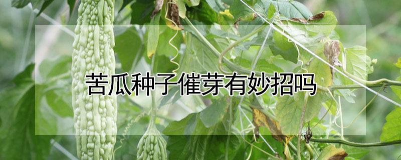 苦瓜种子催芽有妙招吗（苦瓜种子催芽有妙招吗）