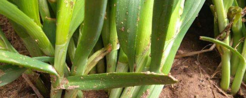 韭菜叶子发黄的原因 韭菜叶子发黄的原因可以吃吗