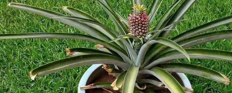 盆栽菠萝怎么浇水施肥（盆栽菠萝怎么浇水施肥最好）