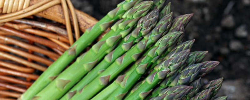 自家阳台种植芦笋的方法（家庭种植芦笋的详细方法,请收藏）