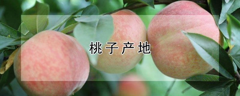 桃子产地 日本桃子产地