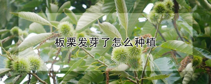 板栗发芽了怎么种植（板栗发芽了怎么种植出的芽苗比较好）