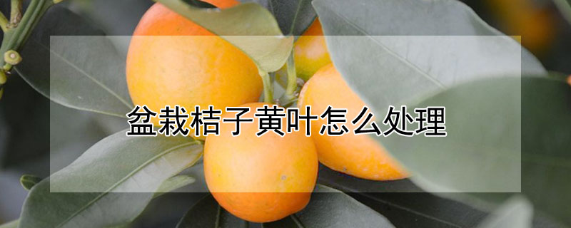 盆栽桔子黄叶怎么处理 盆栽桔子黄叶怎么处理好