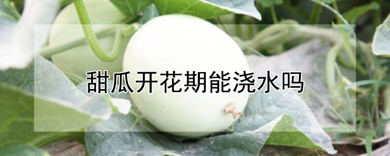 甜瓜开花期能浇水吗（甜瓜成熟期可以浇水吗）