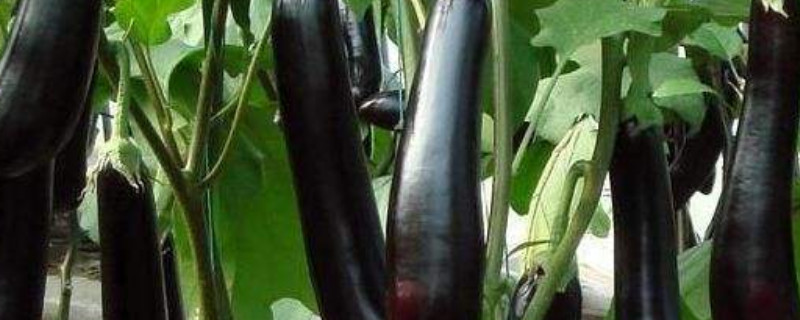 茄子的移栽方法和施肥方法（茄子的移栽方法和施肥方法视频）