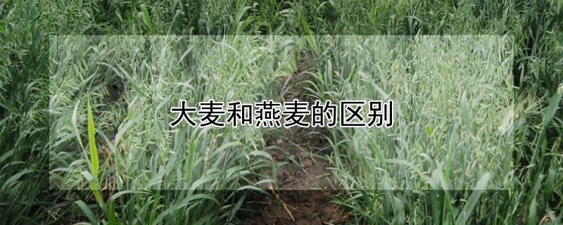 大麦和燕麦的区别 大麦和燕麦的区别是什么