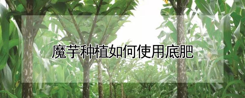 魔芋种植如何使用底肥 魔芋种植时用什么肥料做底肥好