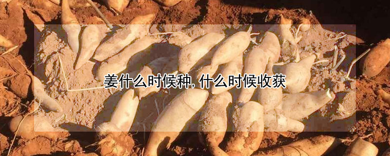 姜什么时候种,什么时候收获（姜什么时候种什么时候收获）