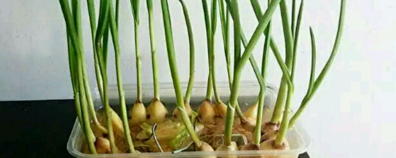 蒜苗怎么种植在家 无土蒜苗怎么种植在家
