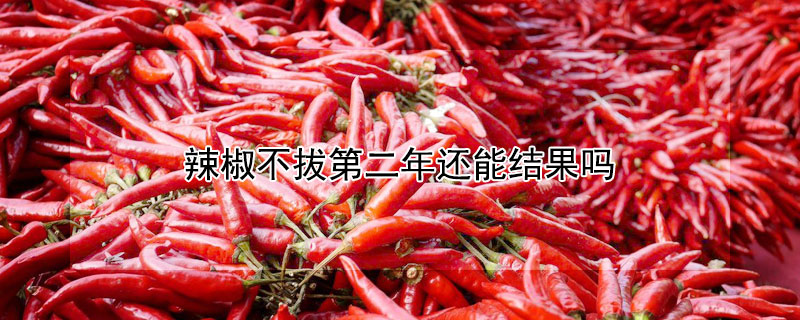 辣椒不拔第二年还能结果吗 辣椒苗不拔第二年还能结辣椒吗