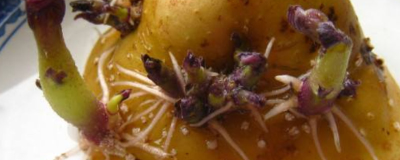 土豆发芽了怎么水培 土豆发芽了怎么水培呢