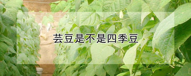 芸豆是不是四季豆 芸豆是不是四季豆做法