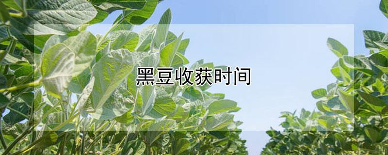 黑豆收获时间 黑豆收获时间表