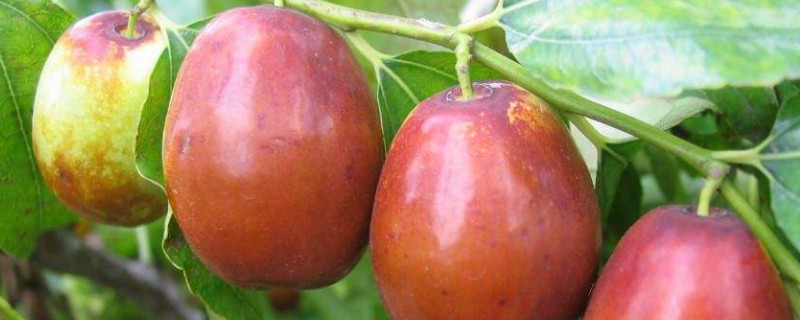 枣树开花如何管理（枣树开花如何管理呢）