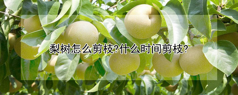 梨树怎么剪枝?什么时间剪枝? 梨树啥时候修剪枝